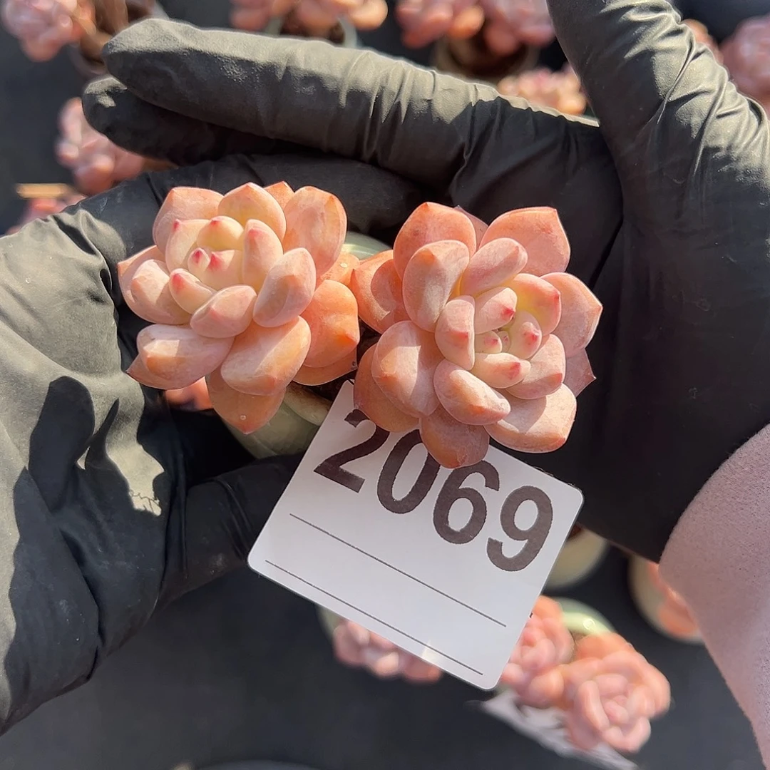 2069，双头紫梦露老庄带盆