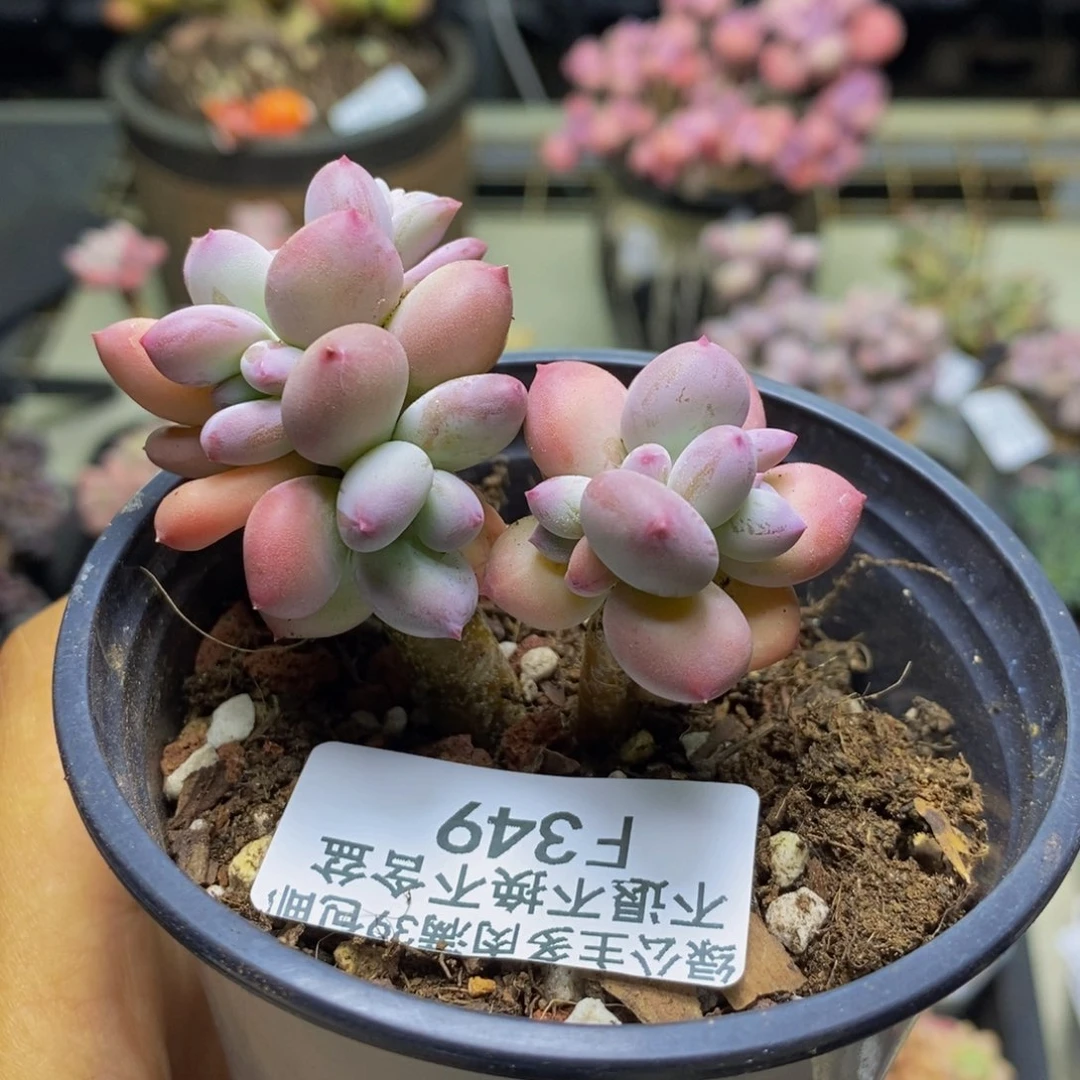 349苹果奶四代多肉5c m