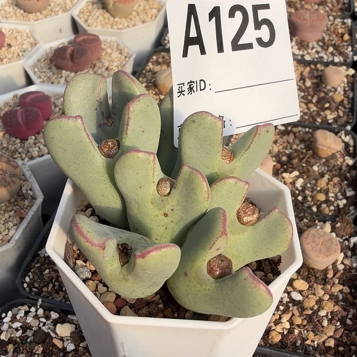 125。多肉植物的生长