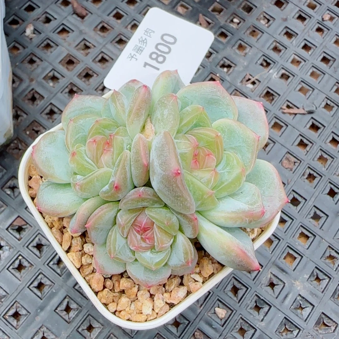 甜心群，1800多肉植物