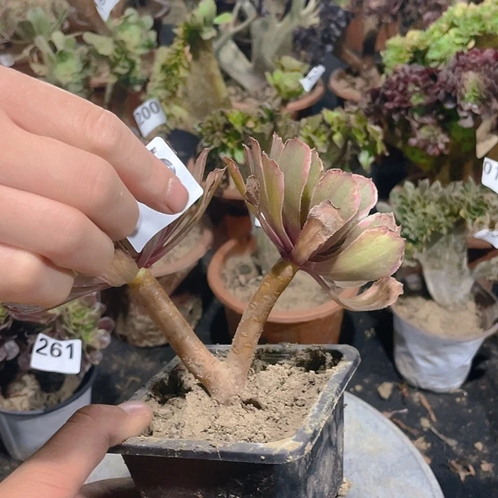 265水墨画双头v型