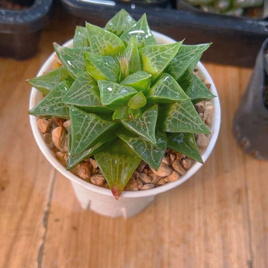 万象盆绿蛙寿母本1