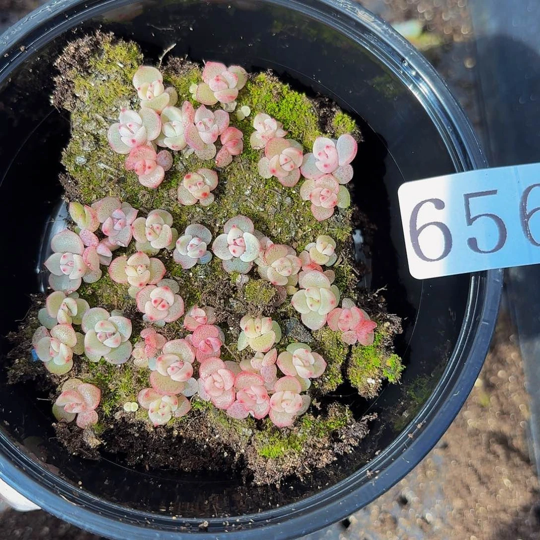 多肉植物多肉植物656