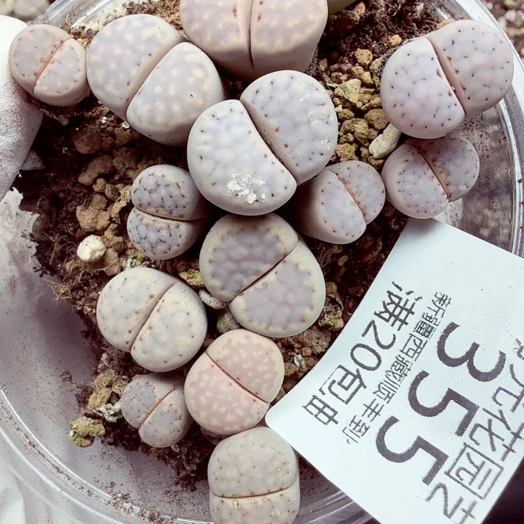 好喜欢看肖蘸和美355