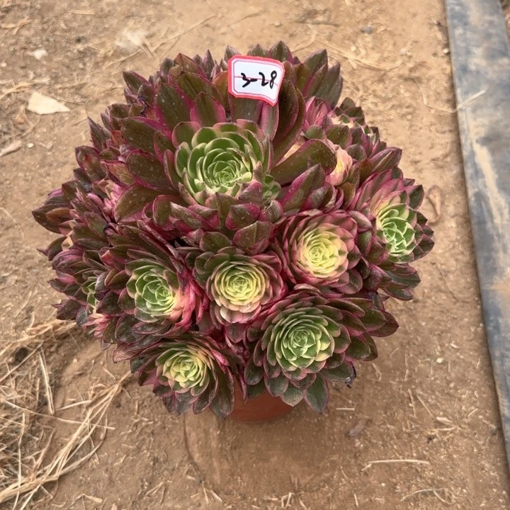 3-28海王多肉植物