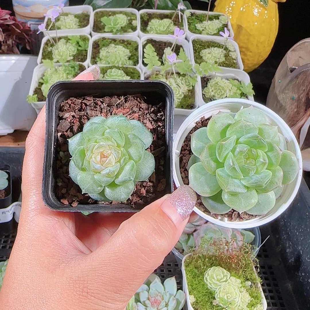 0724-:-83两颗糖心珍妮