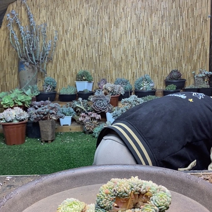 唯***e46号白胖子多肉植物