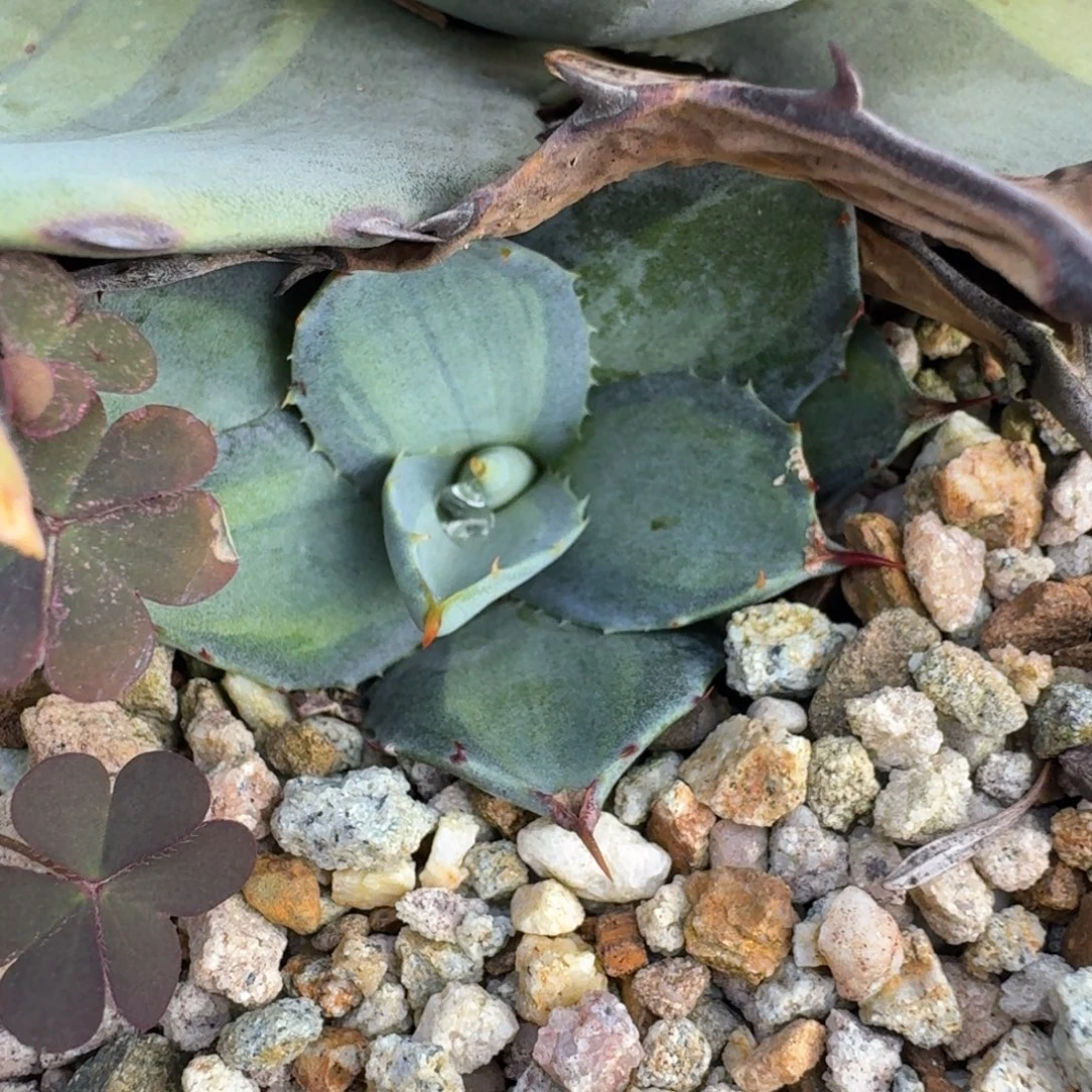 无花朵龙舌兰仁王冠111