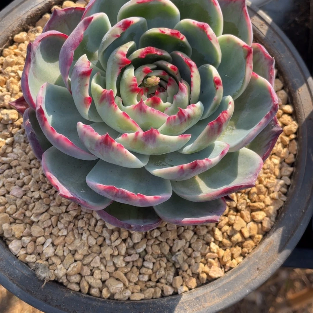 姓***福惊鸿仙子姓符寄养