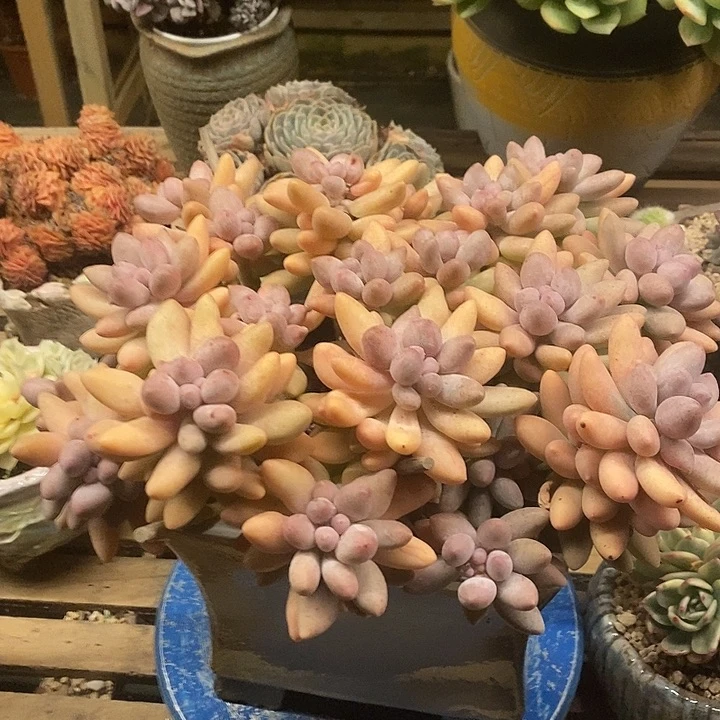 多肉植物肉肉植物