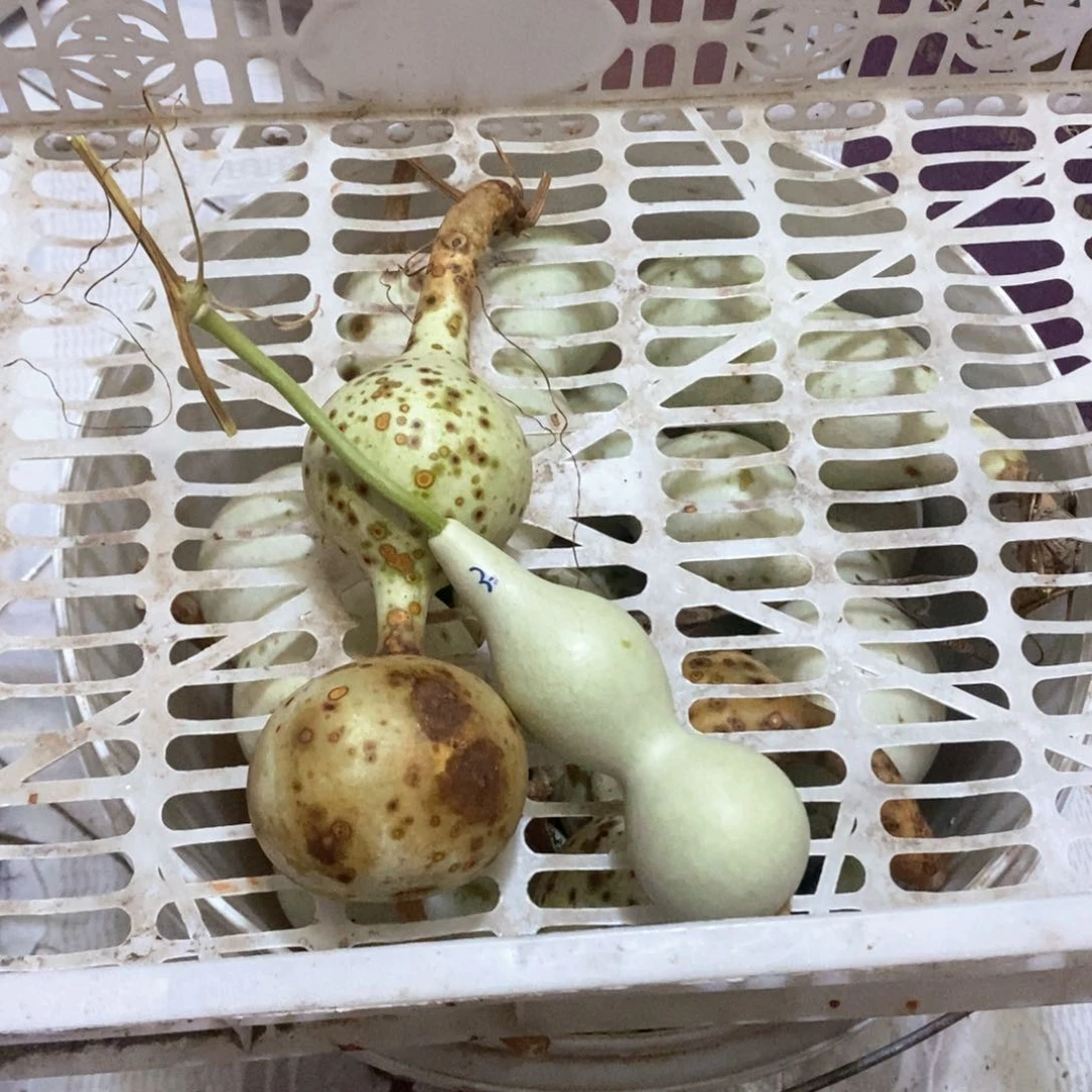 海**雨文玩葫芦青皮葫芦