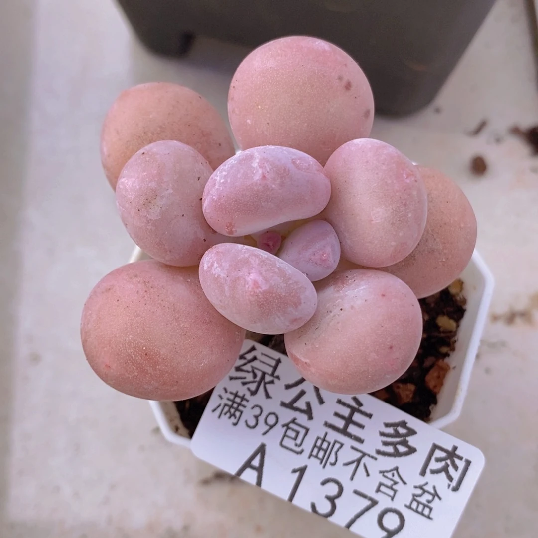 橙雪球单头1379多肉植物