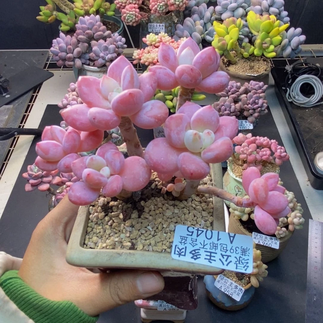 045樱花洛神多肉8c m