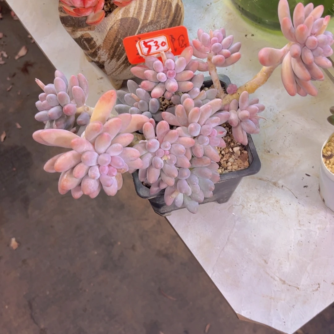 聚*汤圆530多肉植物