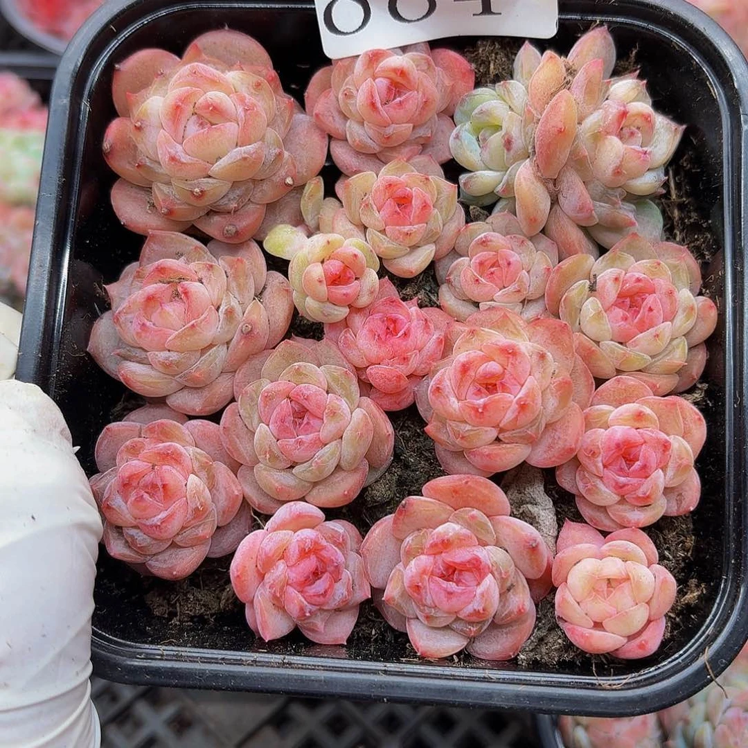 多肉植物多肉植物884