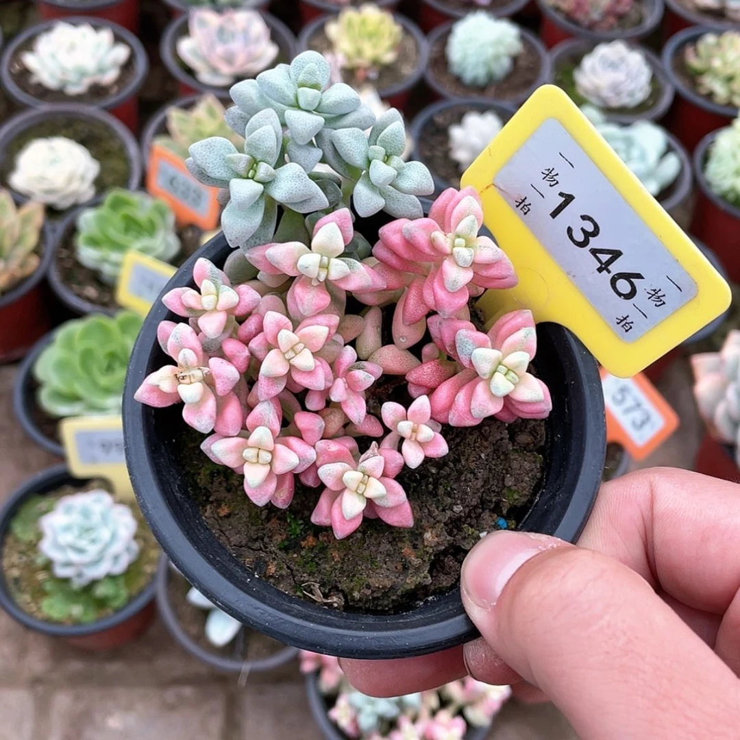 【闪购商品】大*糖1346号