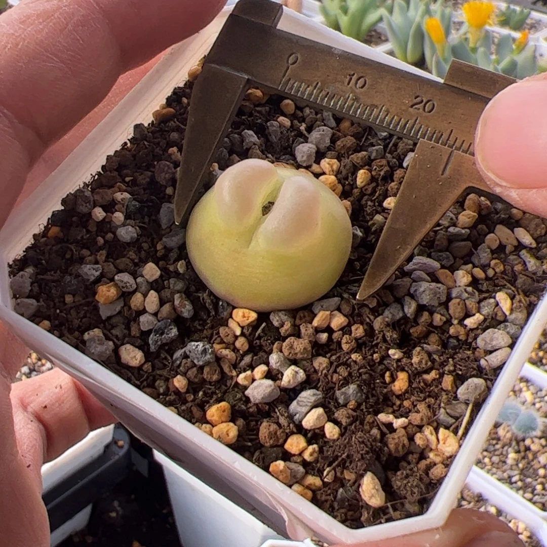 11.21紫皮拉登多肉93