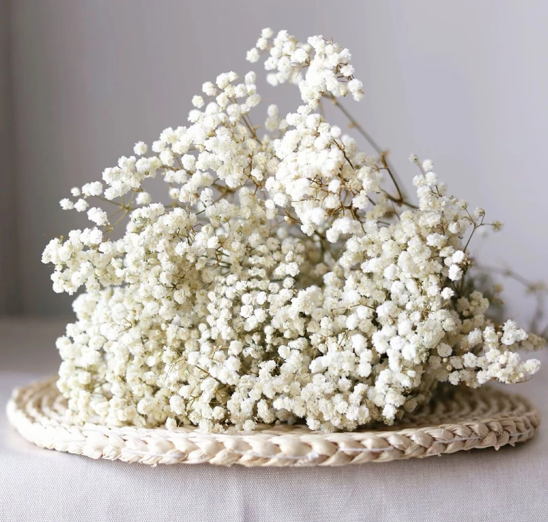 满天星可做干花约400-500g 云南直发 3单1运费 云南直发