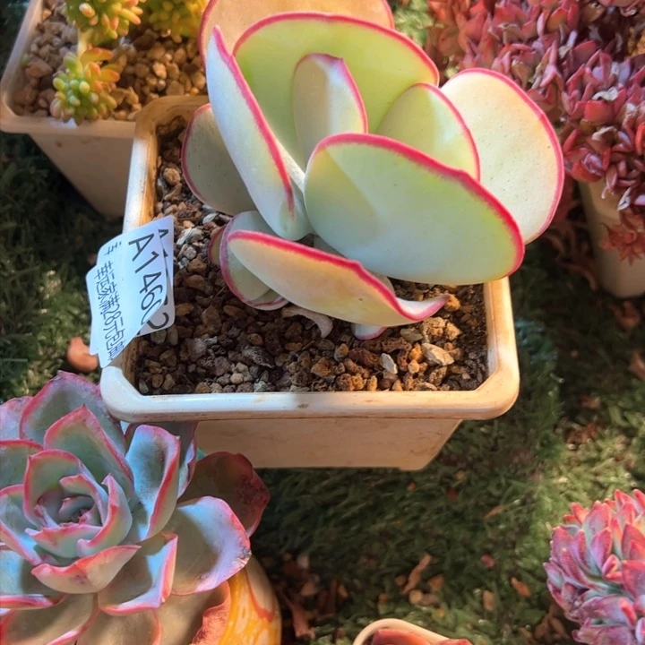 幸运的是我的朋友是