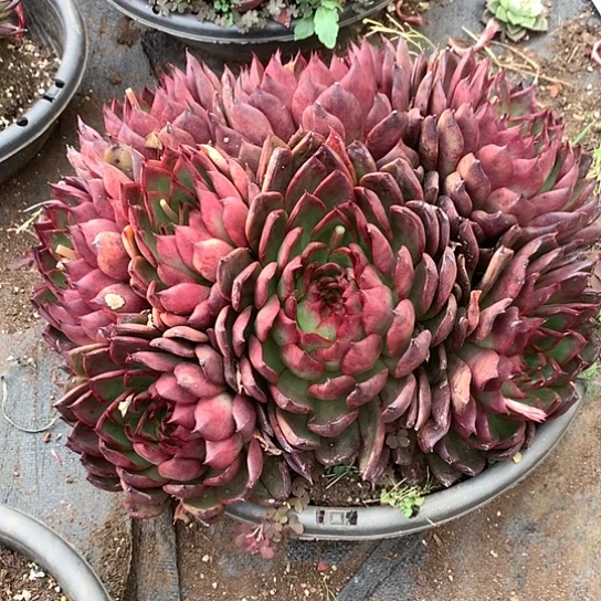 高*美肉特价活动开始啦