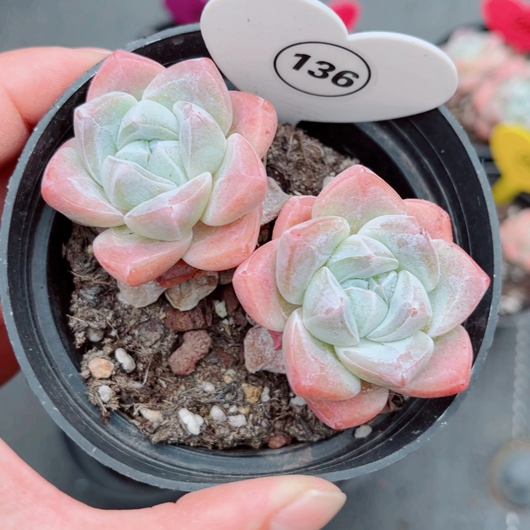 风靡园艺老桩冰玉双头