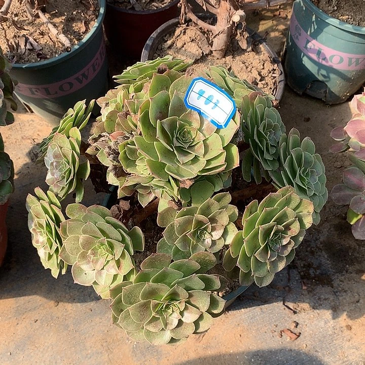 多肉植物万圣节903