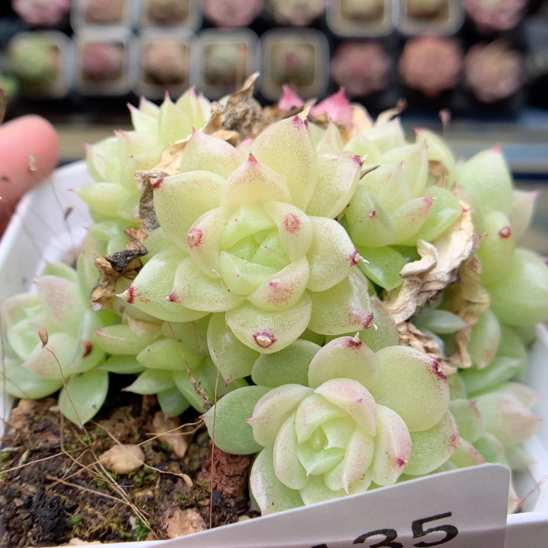 A135 ，20包邮两天凑单