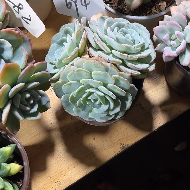 A****000000000000000000694