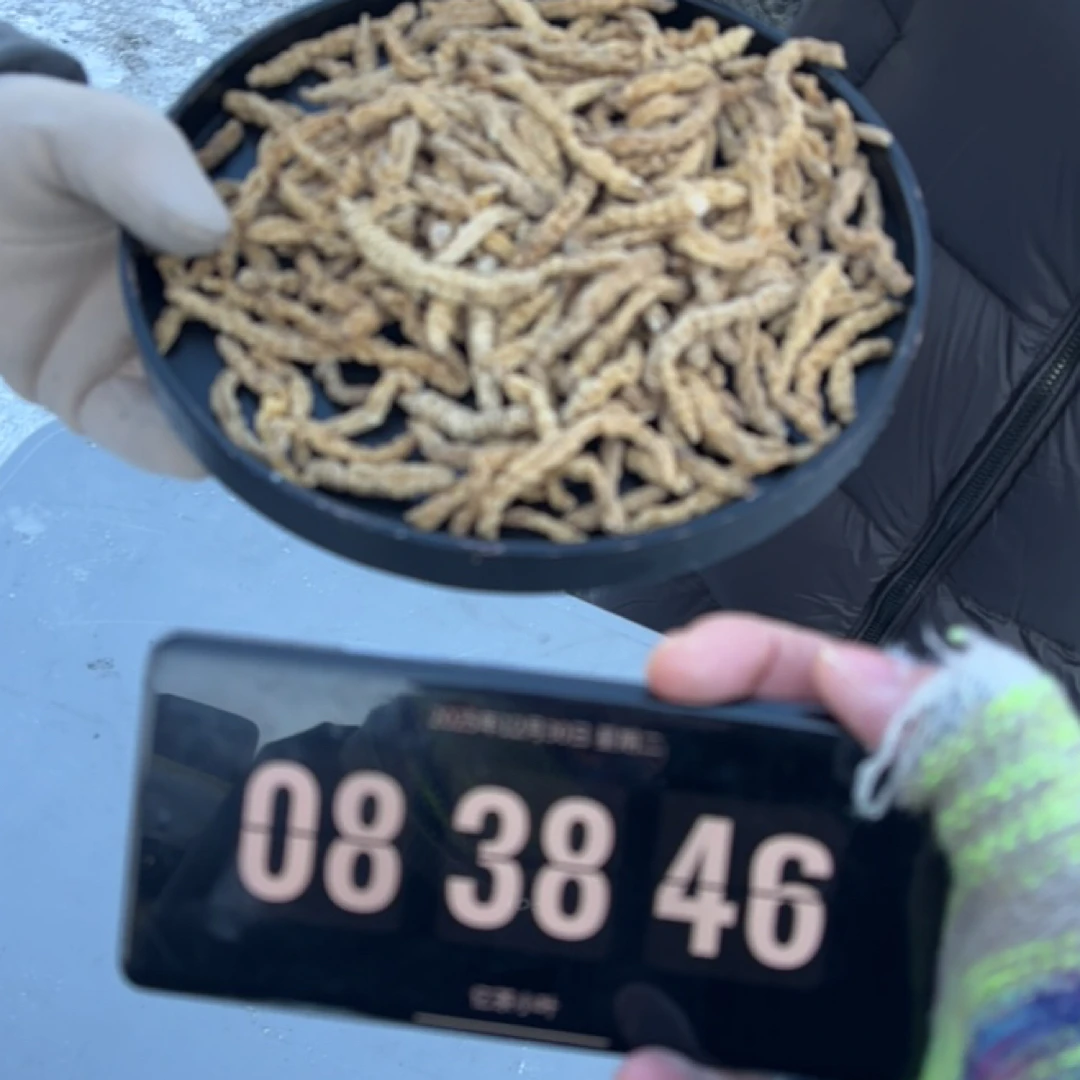 【小叶严选】长白山人参市场-天蚕参-西藏 高海拔12月30