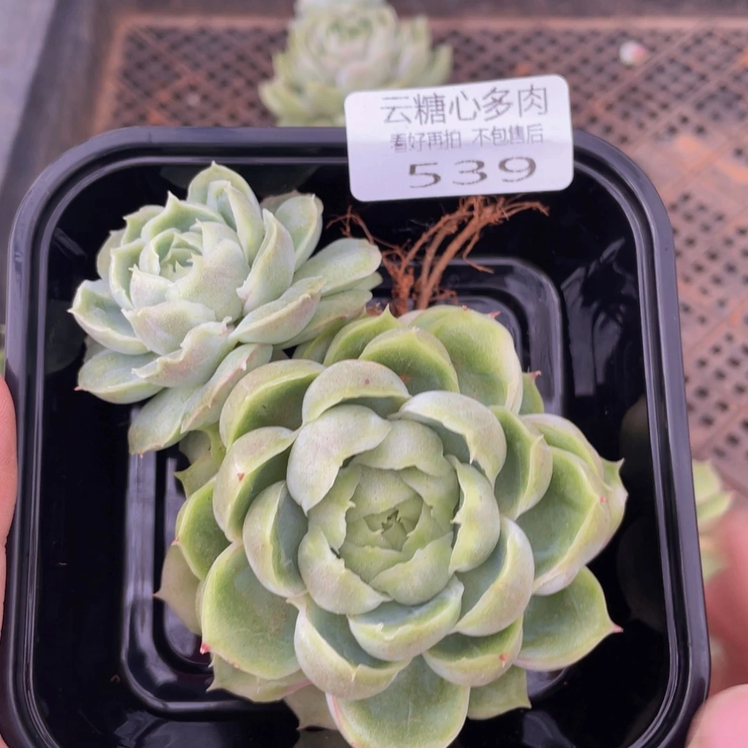 默*云糖心多肉植物539