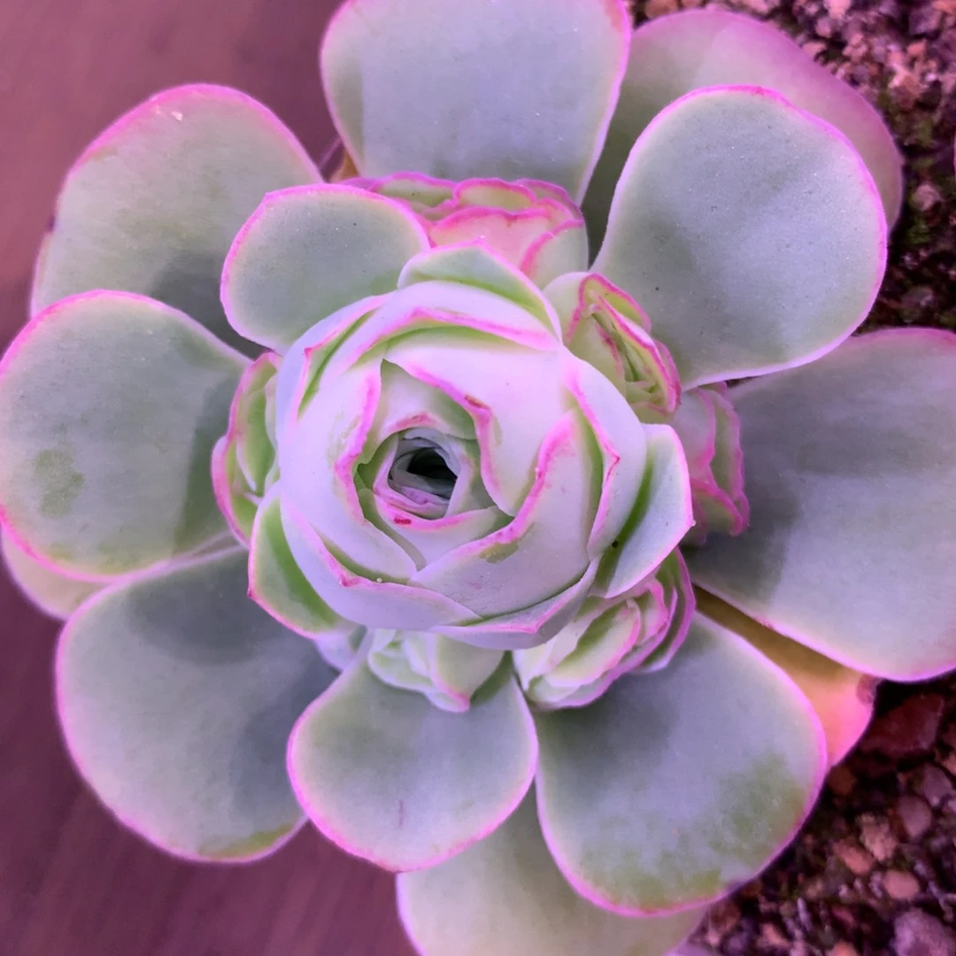 一物一拍大帕180