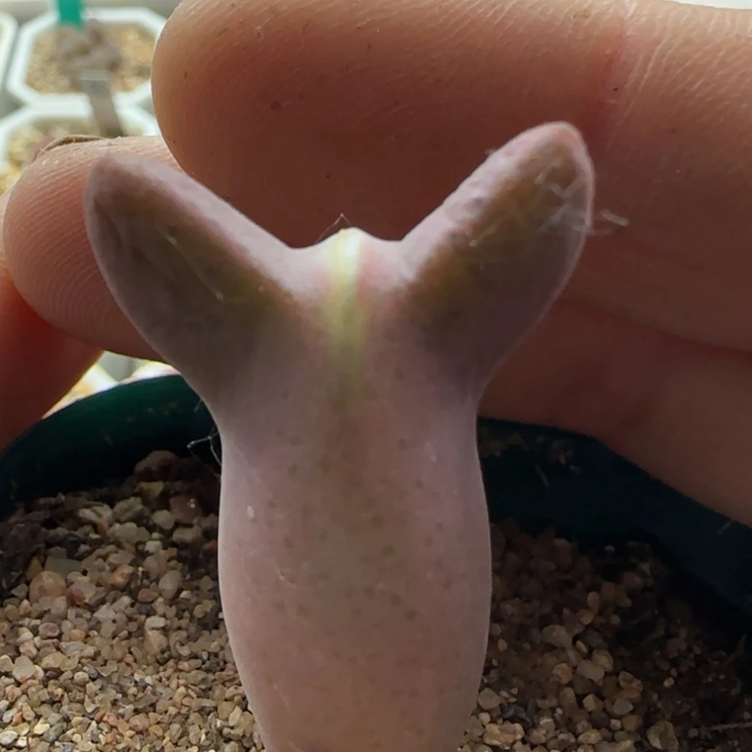 【闪购商品】?**?12875