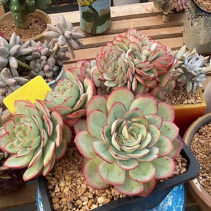 多肉植物肉肉植物