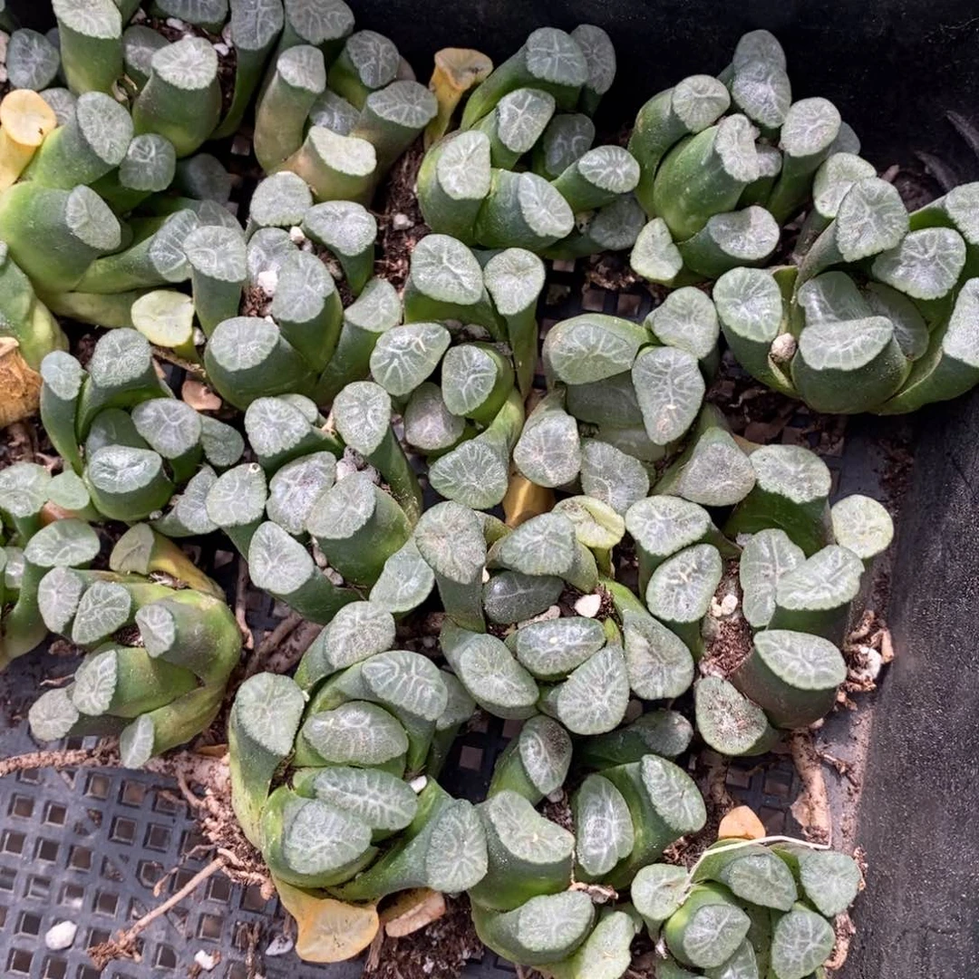 117 一颗实生字母万象 超级福利