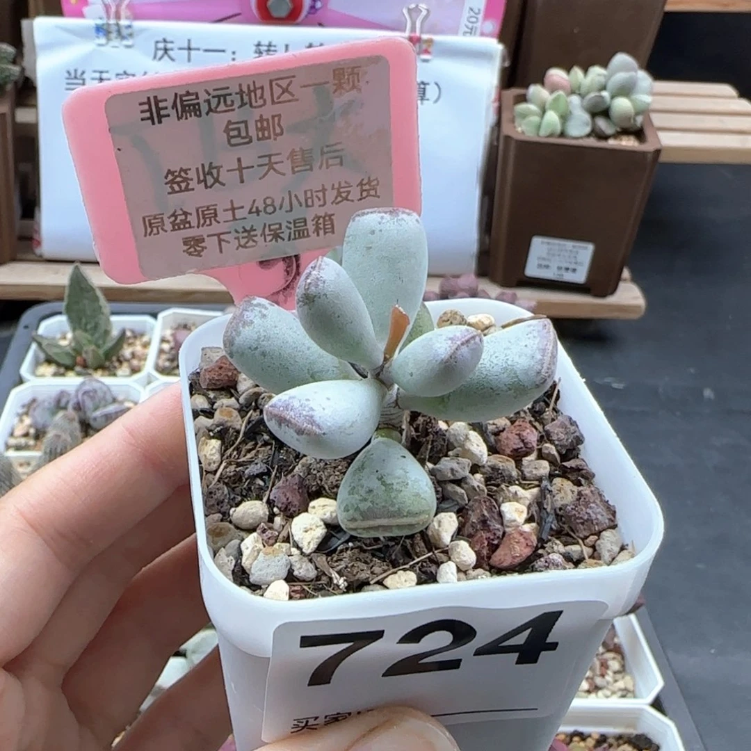 724福饼多肉植物