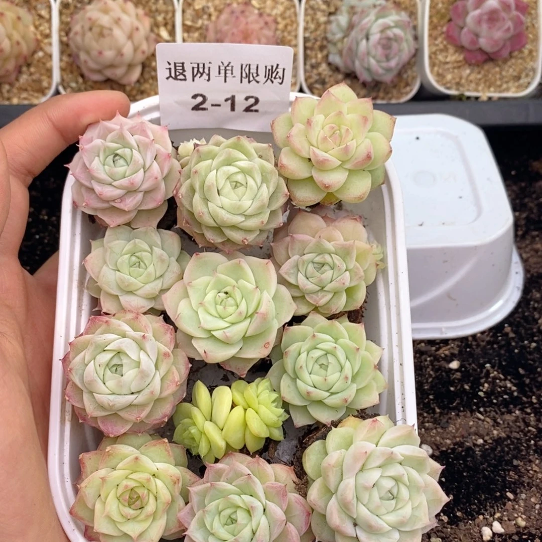 是****a2-12 新疆西藏内蒙不发其他12.8包邮两到三