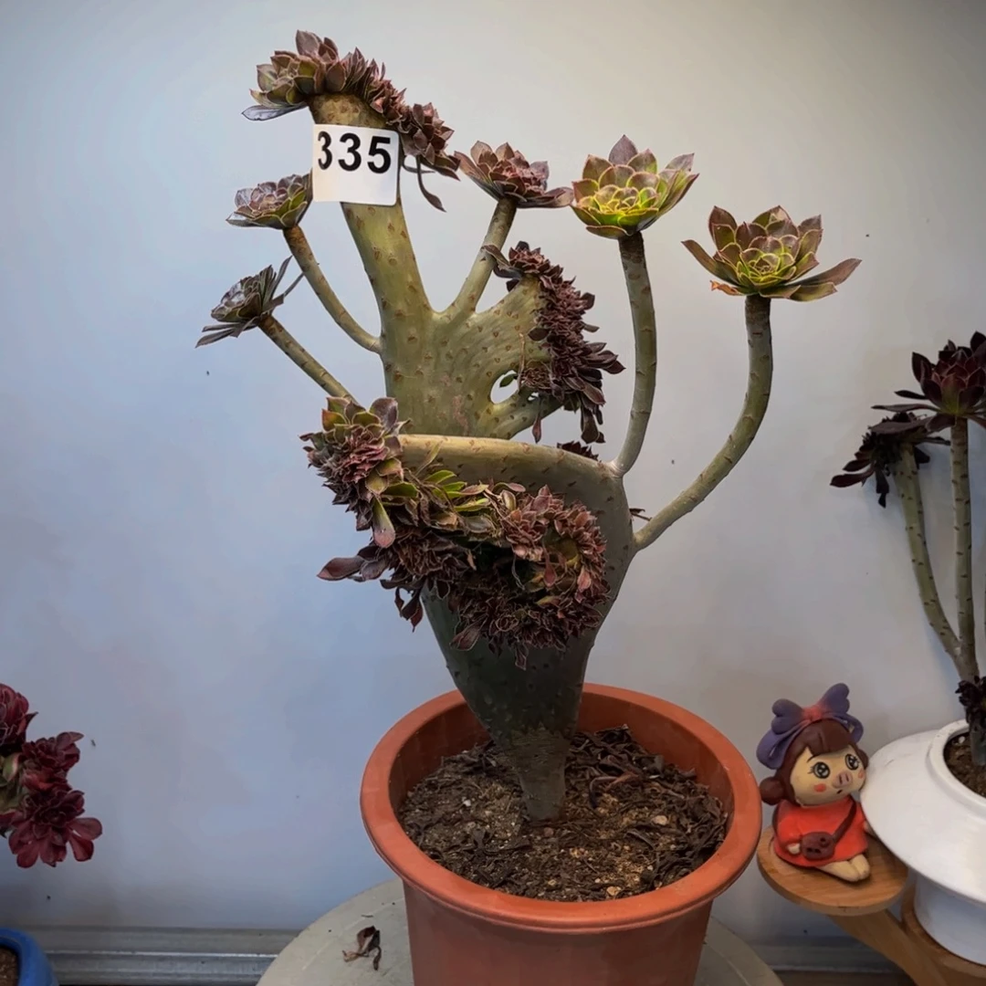 多肉植物灰法师缀335