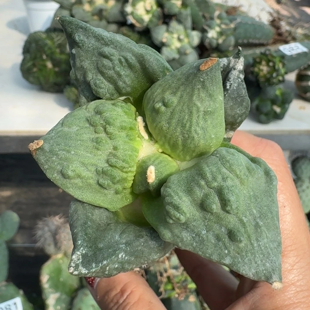 【闪购商品】无花朵汇**浦栗源怒涛334