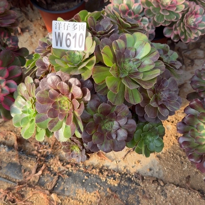 花月夜610官服25左右2