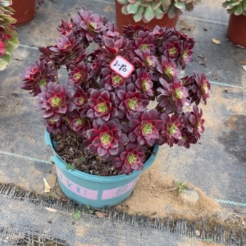 2-80安娜多肉植物