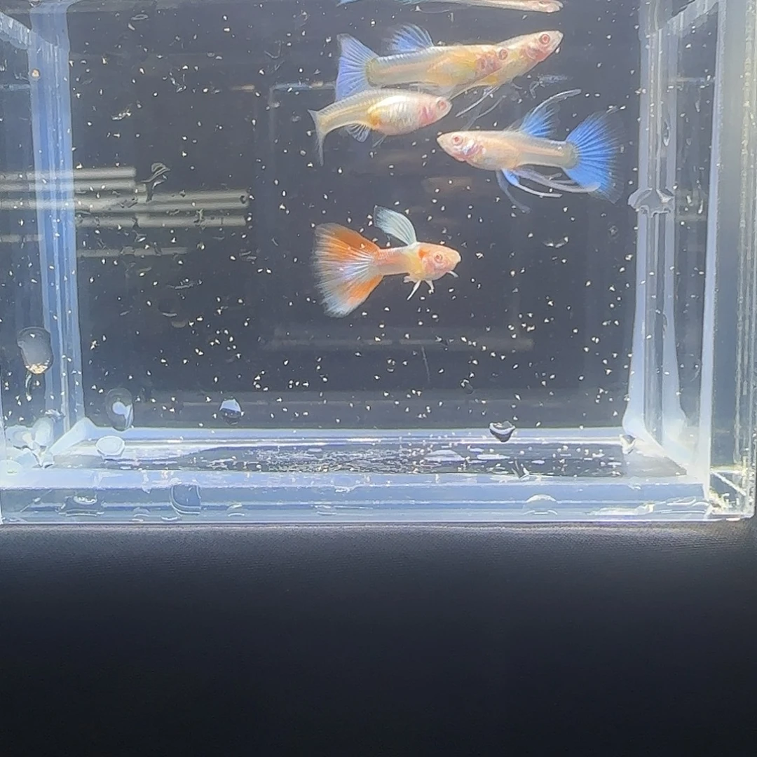 海水鱼关注主播可以竞拍