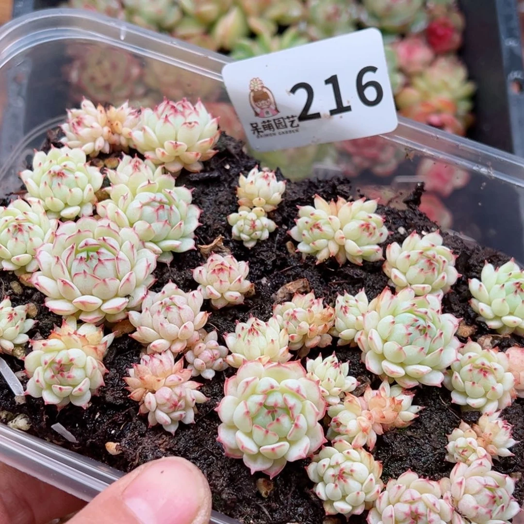 多肉植物多肉植物