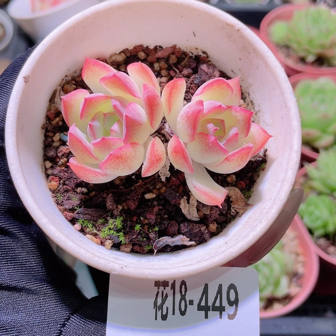 花利美18-449莎莎女王