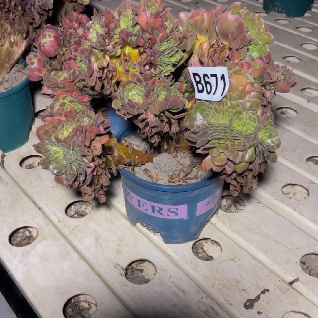 荷兰法师7////36包邮