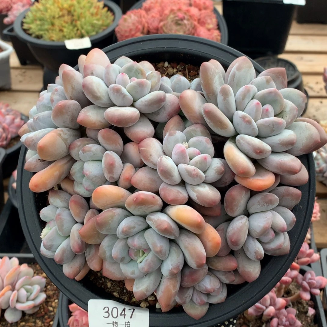 20厘米10头无砍香水多肉3047