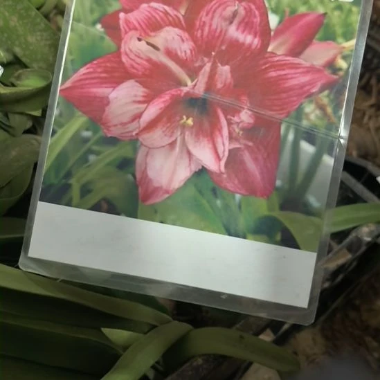 当前无花栽培后可以开花回忆6厘米裸根球