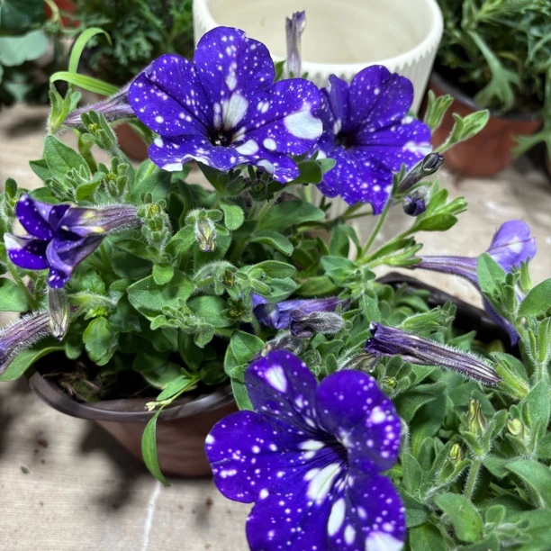 蓝色星空矮牛带花带花苞