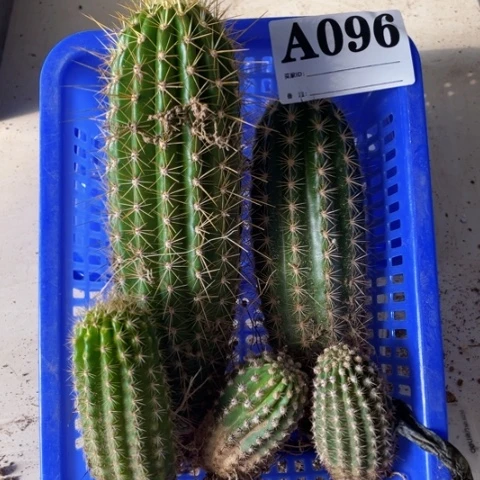 种子苗毛花柱a 096