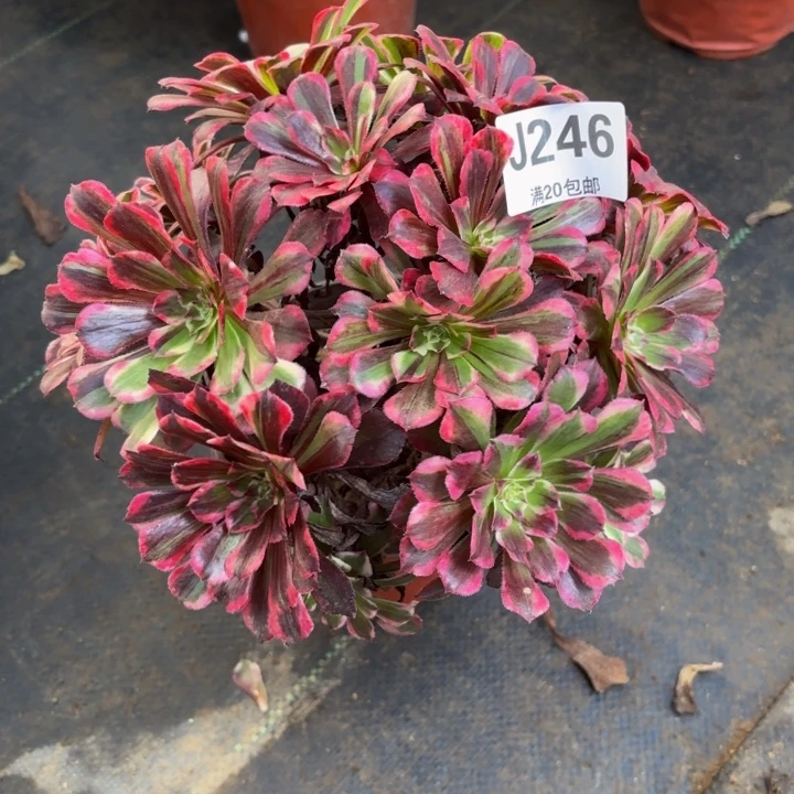 瑞妈多肉园艺246-
