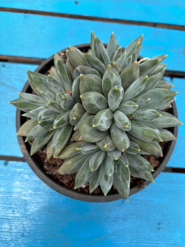 重楼 18公分 5头起